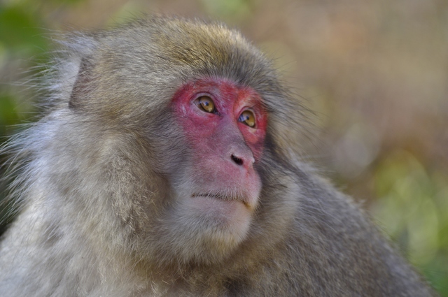Noviembre 2014, 18 días en Japón - Blogs de Japon - Martes 11: Visita a los monos de la nieve... y más (7)