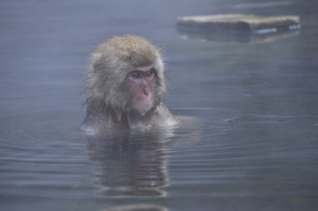 Martes 11: Visita a los monos de la nieve... y más - Noviembre 2014, 18 días en Japón (9)