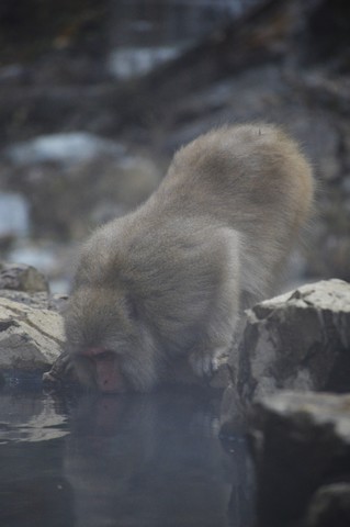 Martes 11: Visita a los monos de la nieve... y más - Noviembre 2014, 18 días en Japón (10)