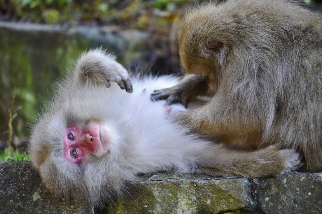 Noviembre 2014, 18 días en Japón - Blogs de Japon - Martes 11: Visita a los monos de la nieve... y más (8)