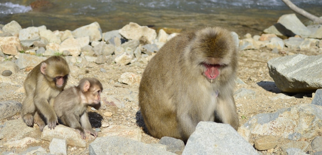 Martes 11: Visita a los monos de la nieve... y más - Noviembre 2014, 18 días en Japón (6)