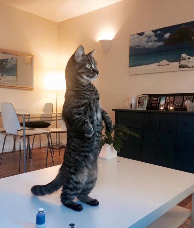 Котик стоит на задних лапах фото мем