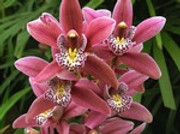 orchidea_cymbidium