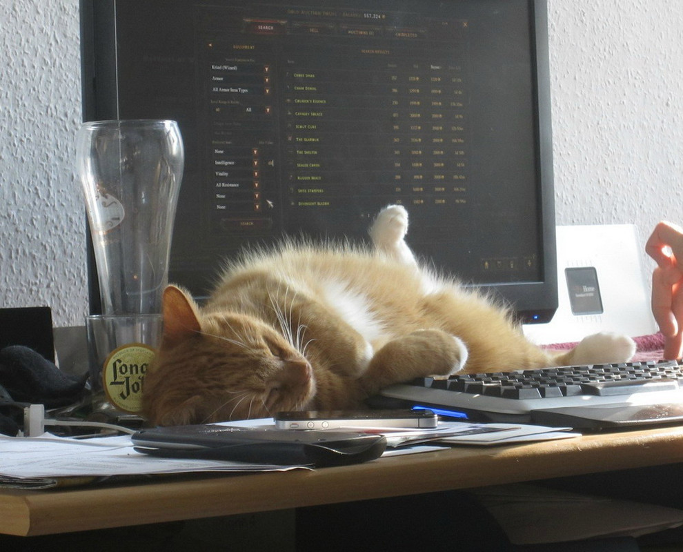 Включи котики устали громкость. Котик с компьютером. Кошка и компьютер. Котик за компом. Коты за компьютером.