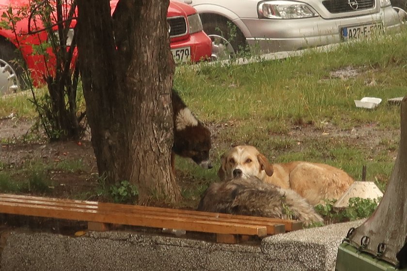 Travnik2018