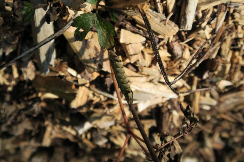 Bild