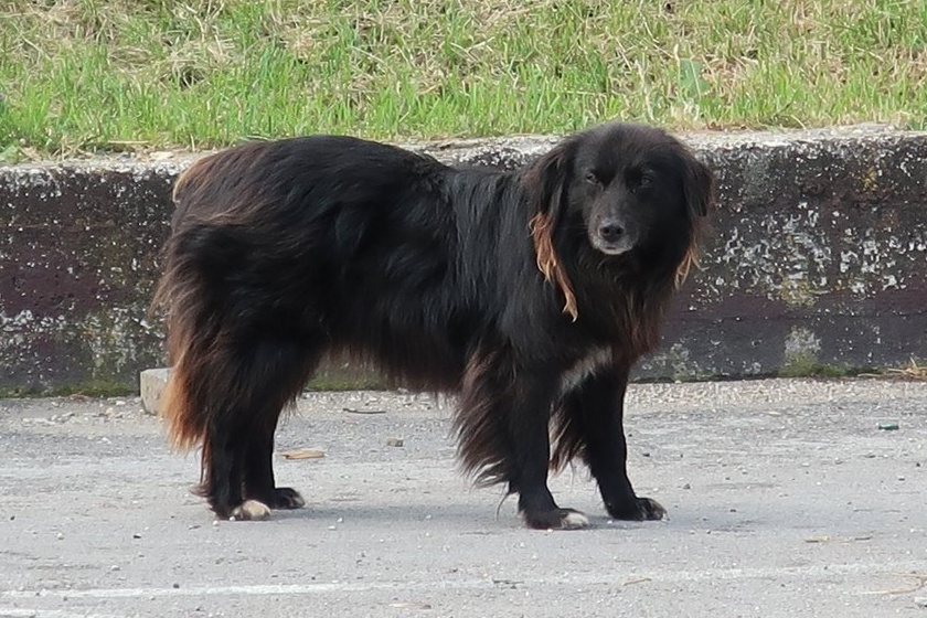 Travnik2018