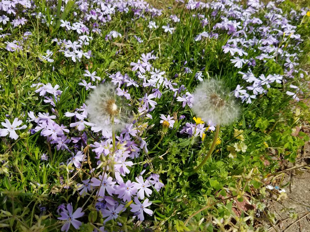 [Image: 20180411_161028_1.jpg]